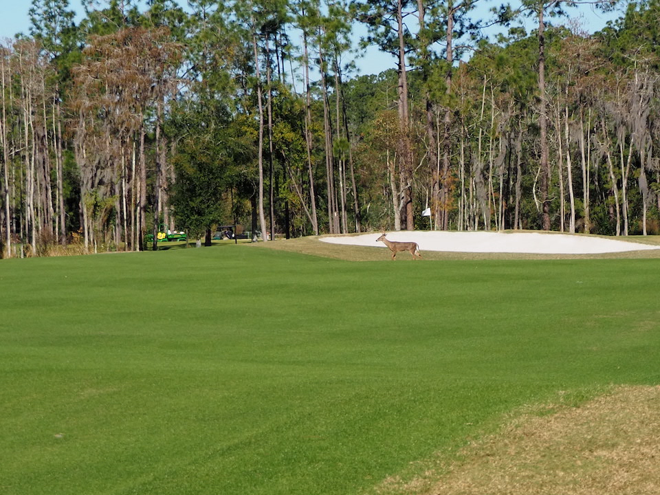 FC Bayern Golf