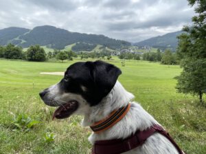 Golf Hund